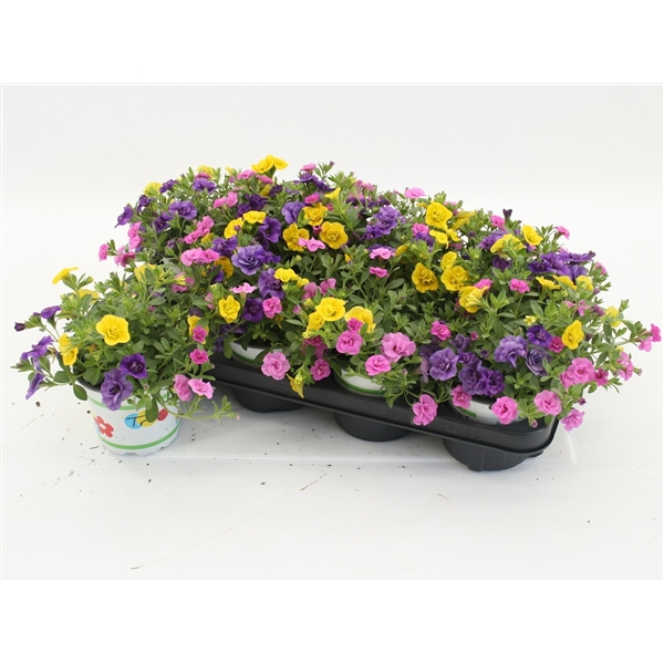 Calibrachoa Petticoat